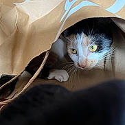 Sam joined the competition — help win amazing prizes! cat, calico_cat, paper_bag, curious, indoor, yellow_eyes, whiskers, pet, animal, feline, close_up, wooden_floor, brown, white_paw, playful, hiding, domestic_cat, face, fur, cute