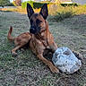 dog, shepherd, belgian_malinois, pet, soccer_ball, ball, grass, field, outdoor, backyard, suburban, houses, hedge, trees, autumn, blue_sky, lying_down, alert, portrait, daylight