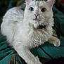 Plume participe au concours pour gagner de l'argent avec cette photo : cat, white_cat, heterochromia, blue_eye, green_eye, fluffy_fur, pet, animal, indoor, resting, collar, whiskers, cute, feline, mammal, portrait, close_up, relaxed, bedspread, soft