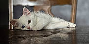 Plume participe au concours pour gagner de l'argent avec cette photo : kitten, cat, white_fur, heterochromia, blue_eye, green_eye, wooden_table, wooden_chair, indoor, pet, animal, feline, cute, resting, closeup, portrait, young_animal, soft_light, domestic_cat, relaxed