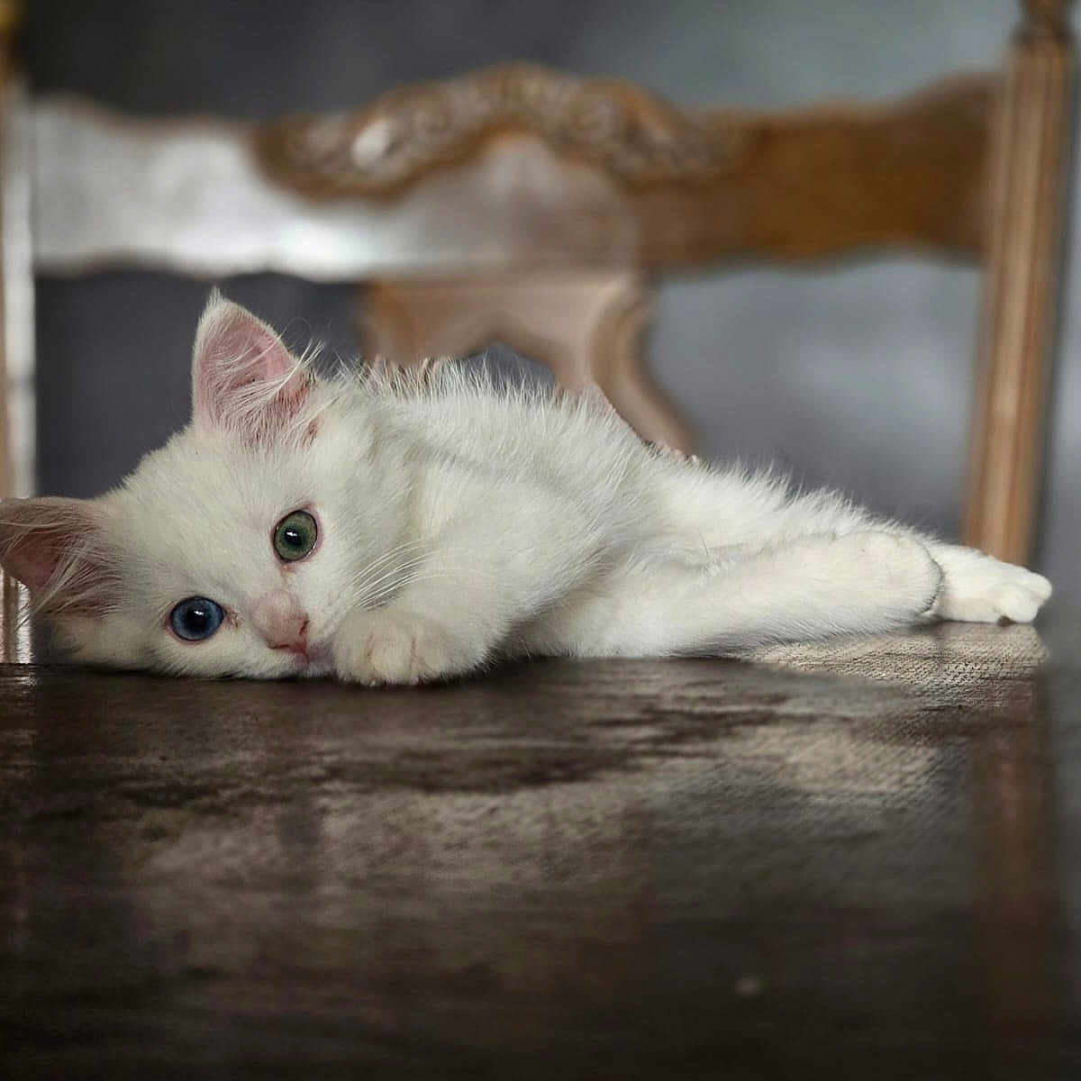Plume participe au concours pour gagner de l'argent avec cette photo : animal, blue_eye, cat, closeup, cute, domestic_cat, feline, green_eye, heterochromia, indoor, kitten, pet, portrait, relaxed, resting, soft_light, white_fur, wooden_chair, wooden_table, young_animal