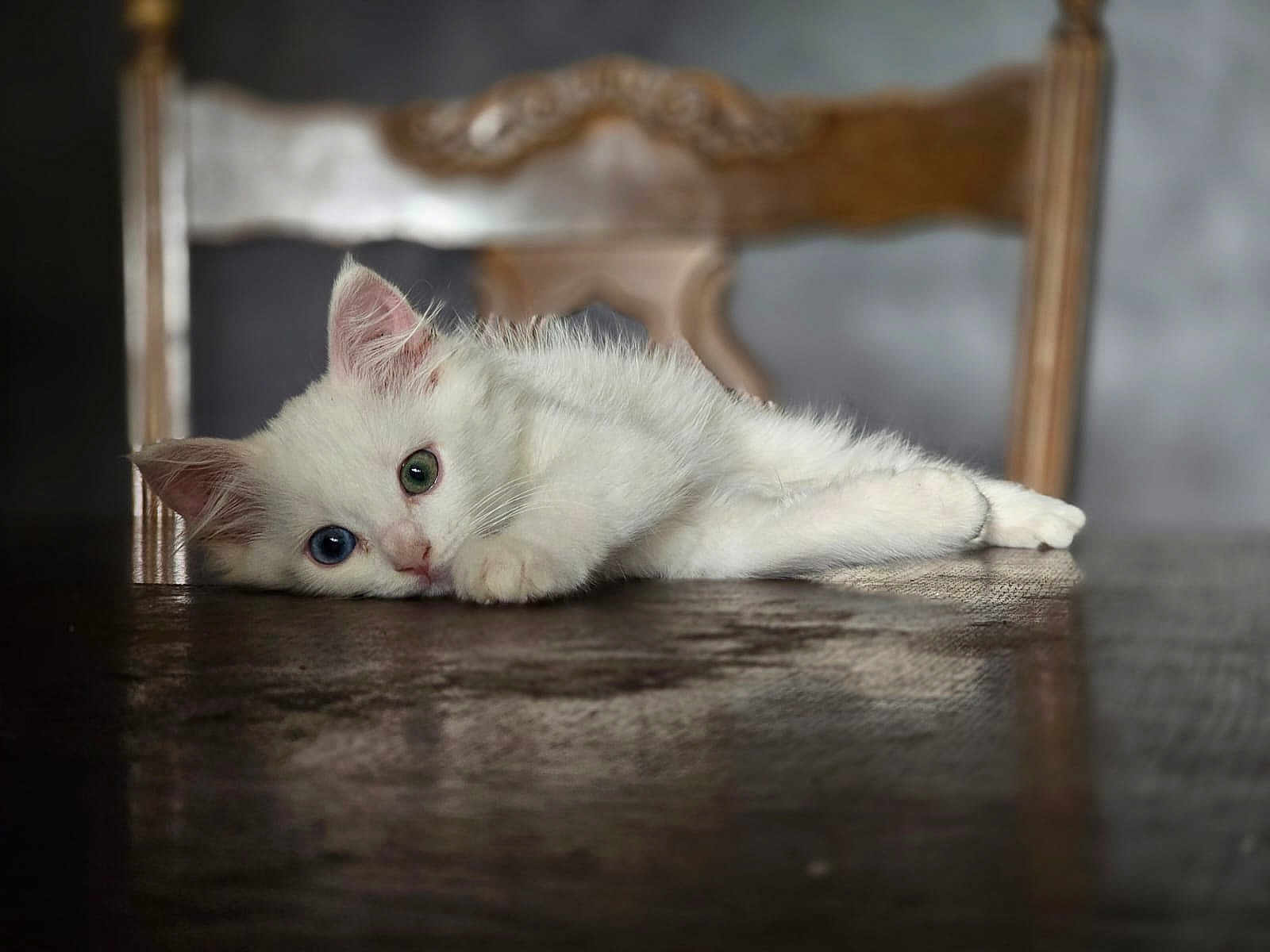 Plume participe au concours pour gagner de l'argent avec cette photo : kitten, cat, white_fur, heterochromia, blue_eye, green_eye, wooden_table, wooden_chair, indoor, pet, animal, feline, cute, resting, closeup, portrait, young_animal, soft_light, domestic_cat, relaxed