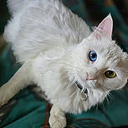 Plume participe au concours pour gagner de l'argent avec cette photo : cat, white_cat, heterochromia, blue_eye, green_eye, pet, animal, feline, fluffy, collar, whiskers, cute, curious, indoor, closeup, soft_fur, domestic_cat, portrait, looking_up, paw