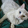cat, white_cat, heterochromia, blue_eye, green_eye, pet, animal, feline, fluffy, collar, whiskers, cute, curious, indoor, closeup, soft_fur, domestic_cat, portrait, looking_up, paw