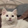 Plume participe au concours pour gagner de l'argent avec cette photo : cat, kitten, white_cat, heterochromia, blue_eye, green_eye, fluffy, pet, animal, fur, whiskers, closeup, portrait, indoor, soft, cute, young, relaxed, bed, blanket