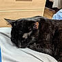 Bichette a rejoint le concours — aidez-le/la à gagner de superbes lots ! black_cat, sleeping, bed, furniture, indoor, cozy, resting, animal, pet, fur, whiskers, ear, close_up, domestic_cat, mammal, cute, relaxation, household, feline, nap