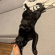 Bichette a rejoint le concours — aidez-le/la à gagner de superbes lots ! black_cat, cat, pet, indoor, couch, hand, relaxed, stretching, blanket, wood_floor, furniture, animal, mammal, domestic_animal, playful, resting, cozy, home, scratch, fur