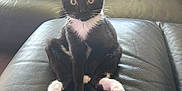 Chaussette a rejoint le concours — aidez-le/la à gagner de superbes lots ! kitten, cat, black_and_white, sitting, leather_couch, indoor, pet, animal, wide_eyes, curious, tail, pink_paw_pads, feline, fur, whiskers, ears, domestic_cat, cute, young, relaxed