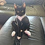kitten, cat, black_and_white, sitting, leather_couch, indoor, pet, animal, wide_eyes, curious, tail, pink_paw_pads, feline, fur, whiskers, ears, domestic_cat, cute, young, relaxed