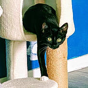 Chaussette a rejoint le concours — aidez-le/la à gagner de superbes lots ! cat, black_cat, green_eyes, cat_tree, scratching_post, white_paw, indoor, pet, feline, curious, animal, cozy, platform, wood_floor, blue_wall, whiskers, ears, climbing, looking, house