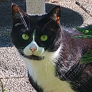 Chipie a rejoint le concours — aidez-le/la à gagner de superbes lots ! cat, tuxedo_cat, green_eyes, outdoor, sunlight, whiskers, fur, pet, animal, close_up, nature, plant, texture, curious, face, portrait, black_and_white, ground, shadow