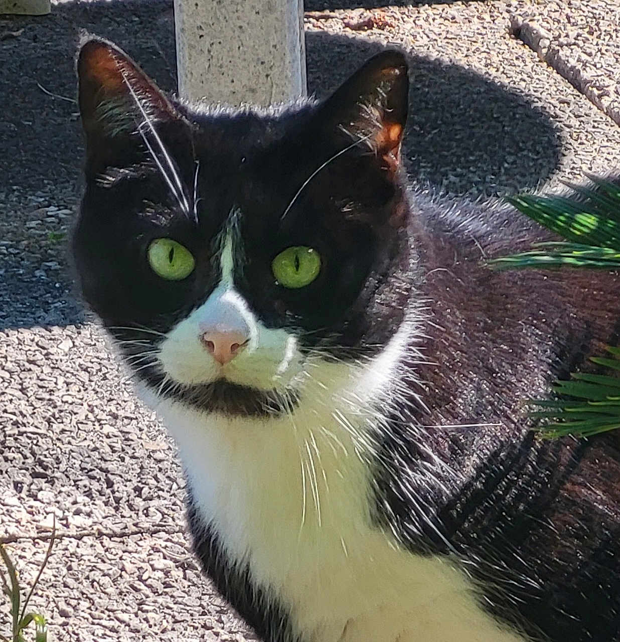 Chipie a rejoint le concours — aidez-le/la à gagner de superbes lots ! cat, tuxedo_cat, green_eyes, outdoor, sunlight, whiskers, fur, pet, animal, close_up, nature, plant, texture, curious, face, portrait, black_and_white, ground, shadow