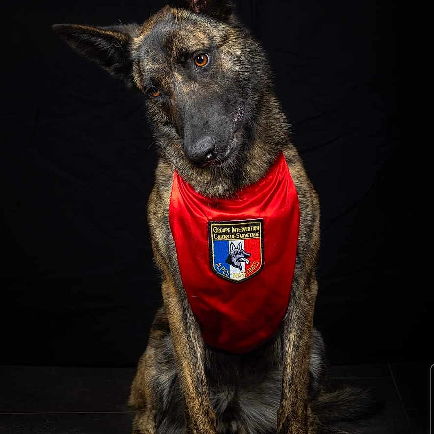 Pepperpootts participe au concours pour gagner de l'argent avec cette photo : alert, animal, brindle, canine, companion, dark_background, dog, ears_up, embroidered_patch, floor_tiles, fur, head_tilt, indoor, obedient, pet, portrait, red_bib, sitting, studio_photo, watchful