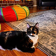 Tiger Lilly joined the competition — help win amazing prizes! cat, calico_cat, indoor, floor, rug, wooden_floor, play_tunnel, colorful, living_room, furniture, chair, decor, photography, pet, animal, relaxed, cozy, home, portrait, domestic_cat