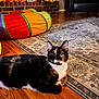 cat, calico_cat, indoor, floor, rug, wooden_floor, play_tunnel, colorful, living_room, furniture, chair, decor, photography, pet, animal, relaxed, cozy, home, portrait, domestic_cat