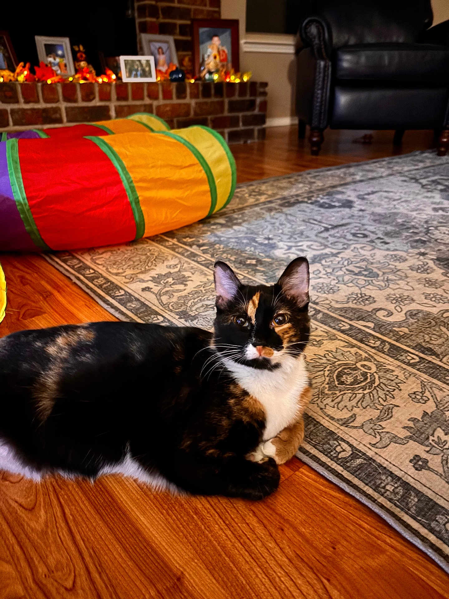 Tiger Lilly joined the competition — help win amazing prizes! cat, calico_cat, indoor, floor, rug, wooden_floor, play_tunnel, colorful, living_room, furniture, chair, decor, photography, pet, animal, relaxed, cozy, home, portrait, domestic_cat