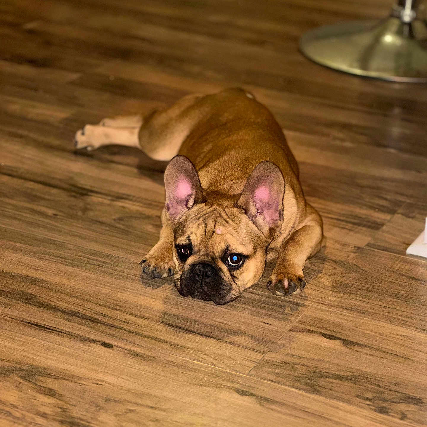 Harley is registered to the contest to win money with this photo: animal, brown_fur, canine, companion, cute, dog, domestic_animal, ears, flooring, french_bulldog, household, indoor, lying_down, mammal, pet, portrait, relaxed, resting, tired, wooden_floor
