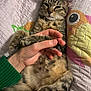 Kontes a rejoint le concours — aidez-le/la à gagner de superbes lots ! cat, kitten, tabby, hand, quilt, bed, sleepy, relaxed, pet, feline, cute, indoor, animal, paw, striped, fur, resting, comfort, human, cozy