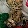 Kontes a rejoint le concours — aidez-le/la à gagner de superbes lots ! tabby_cat, cat, pet, lying_down, belly_up, fur, whiskers, collar, blanket, knitted_item, plaid, red, green, soft_texture, relaxed, indoor, cute, animal, paws, sleepy