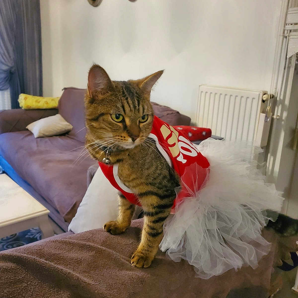Kontes a rejoint le concours — aidez-le/la à gagner de superbes lots ! animal, cat, couch, curtains, cute, domestic_cat, furniture, hand, indoor, living_room, pet, pet_clothing, pillow, radiator, red_shirt, sofa, tabby, table, tutu, window