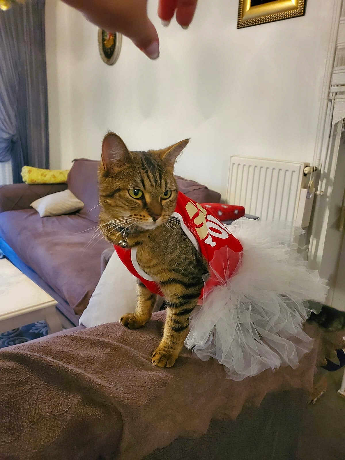 Kontes a rejoint le concours — aidez-le/la à gagner de superbes lots ! cat, tabby, tutu, red_shirt, pet_clothing, indoor, sofa, couch, living_room, furniture, hand, pillow, radiator, curtains, window, table, domestic_cat, pet, animal, cute