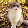 animal, autumn, cat, closeup, curious, daylight, fall_leaves, fluffy, fur, ground, nature, outdoor, pet, quiet, serene, sitting, stone, tree_trunk, whiskers, yellow_leaves