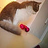 blur, cat, domestic_animal, door, fabric, feline, floor, fluffy, fur, home, indoor, lighting, orange_cat, ornaments, pet, red_ornaments, side_view, table, tail, white_cat