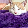 cat, orange_cat, white_cat, sleepy, resting, purple_blanket, fluffy, cozy, indoor, pet, fur, close_up, portrait, animal, whiskers, relaxed, cute, soft_texture, nap, domestic_cat