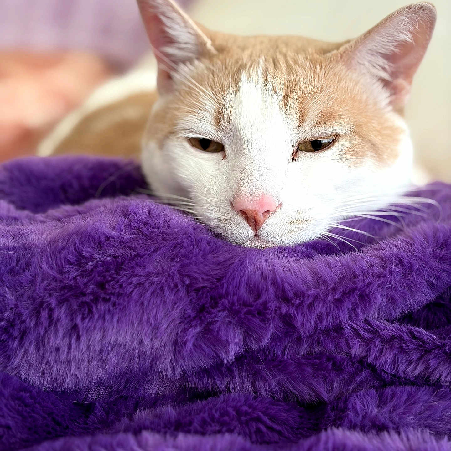 Loki joined the competition — help win amazing prizes! cat, orange_cat, white_cat, sleepy, resting, purple_blanket, fluffy, cozy, indoor, pet, fur, close_up, portrait, animal, whiskers, relaxed, cute, soft_texture, nap, domestic_cat