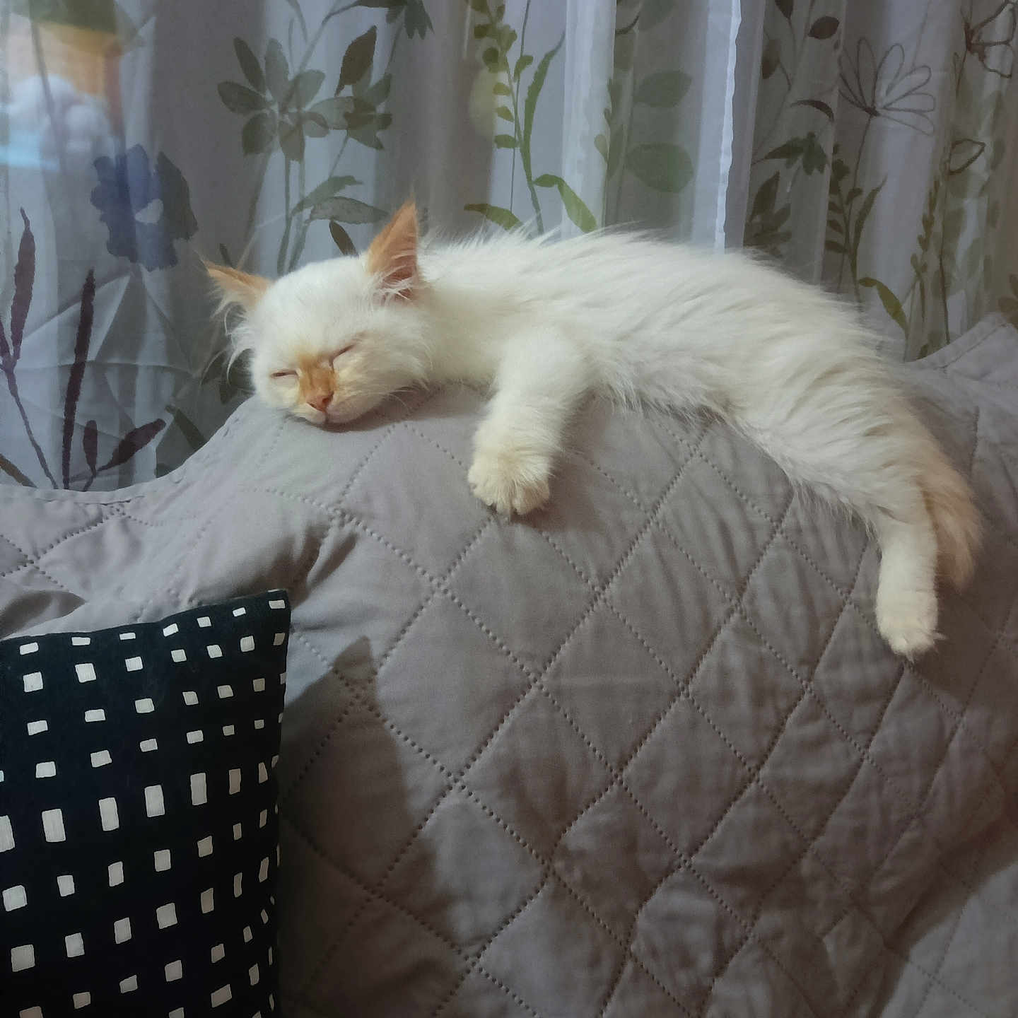 Bijou