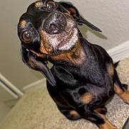 Sadie joined the competition — help win amazing prizes! dog, dachshund, pet, animal, carpet, indoor, closeup, black, tan, canine, mammal, cute, curious, sitting, floor, portrait, ears, nose, whiskers, eyes