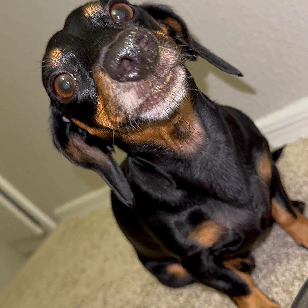 Sadie joined the competition — help win amazing prizes! animal, black, canine, carpet, closeup, curious, cute, dachshund, dog, ears, eyes, floor, indoor, mammal, nose, pet, portrait, sitting, tan, whiskers