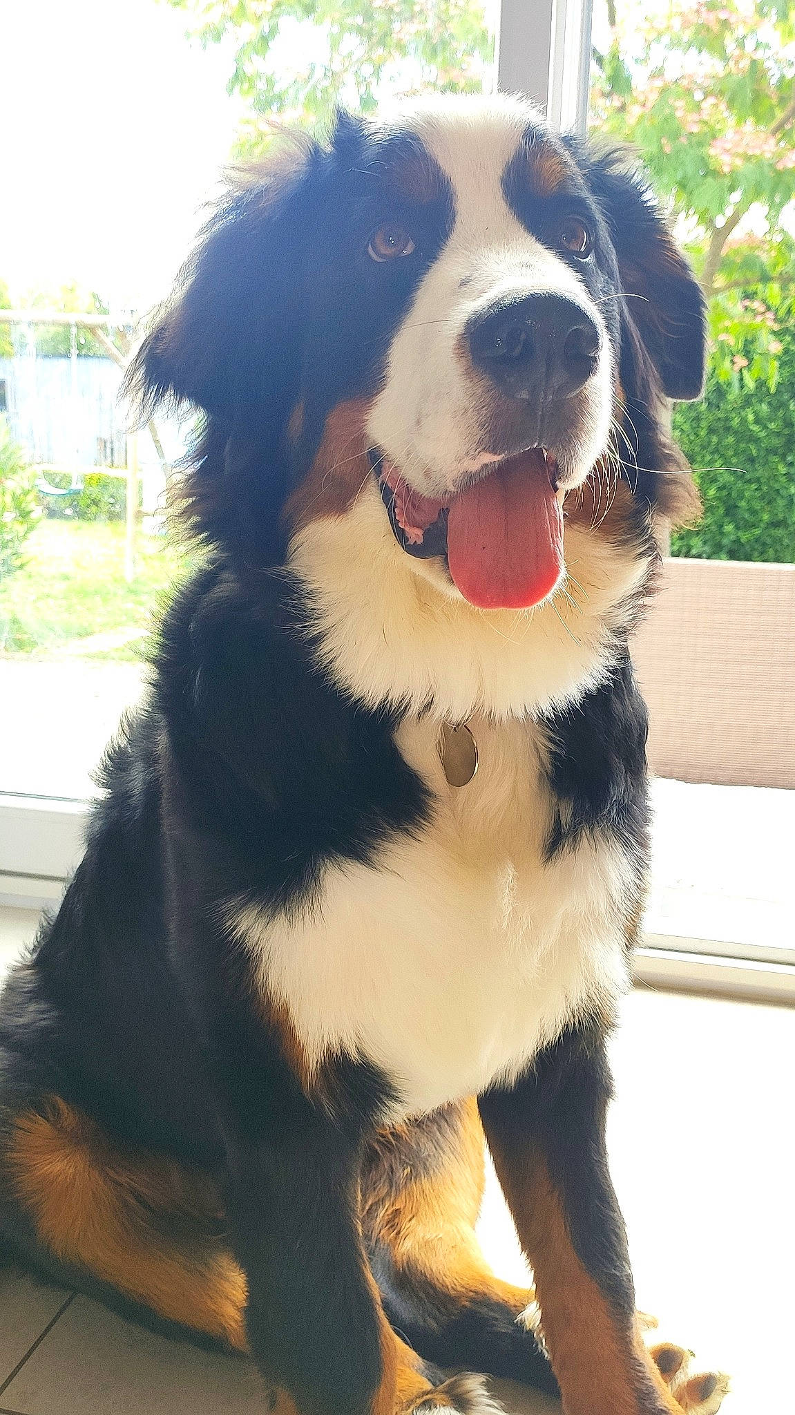 Puncher participe au concours pour gagner de l'argent avec cette photo : ancient_dog_breeds, bernese_mountain_dog, bucovina_shepherd_dog, canidae, carnivore, companion_dog, dog, dog_breed, english_shepherd, giant_dog_breed, greater_swiss_mountain_dog, mammal, nose, pyrenean_mastiff, rare_breed_dog, snout, sporting_group, st_bernard, vertebrate, working_dog