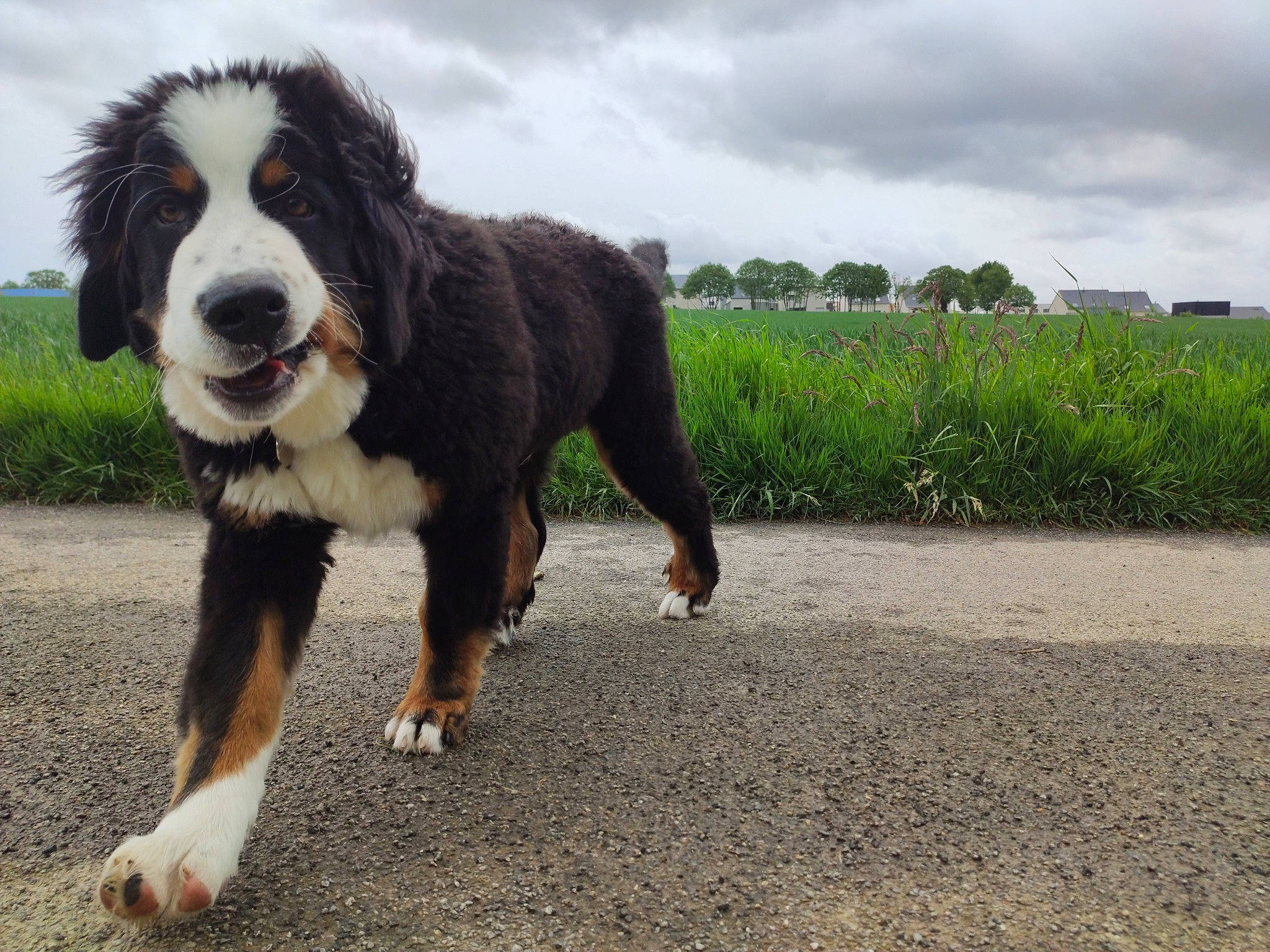 Puncher a rejoint le concours — aidez-le/la à gagner de superbes lots ! ancient_dog_breeds, bernese_mountain_dog, canidae, carnivore, companion_dog, dog, dog_breed, entlebucher_mountain_dog, giant_dog_breed, greater_swiss_mountain_dog, mammal, nose, rare_breed_dog, snout, sporting_group, vertebrate, working_dog
