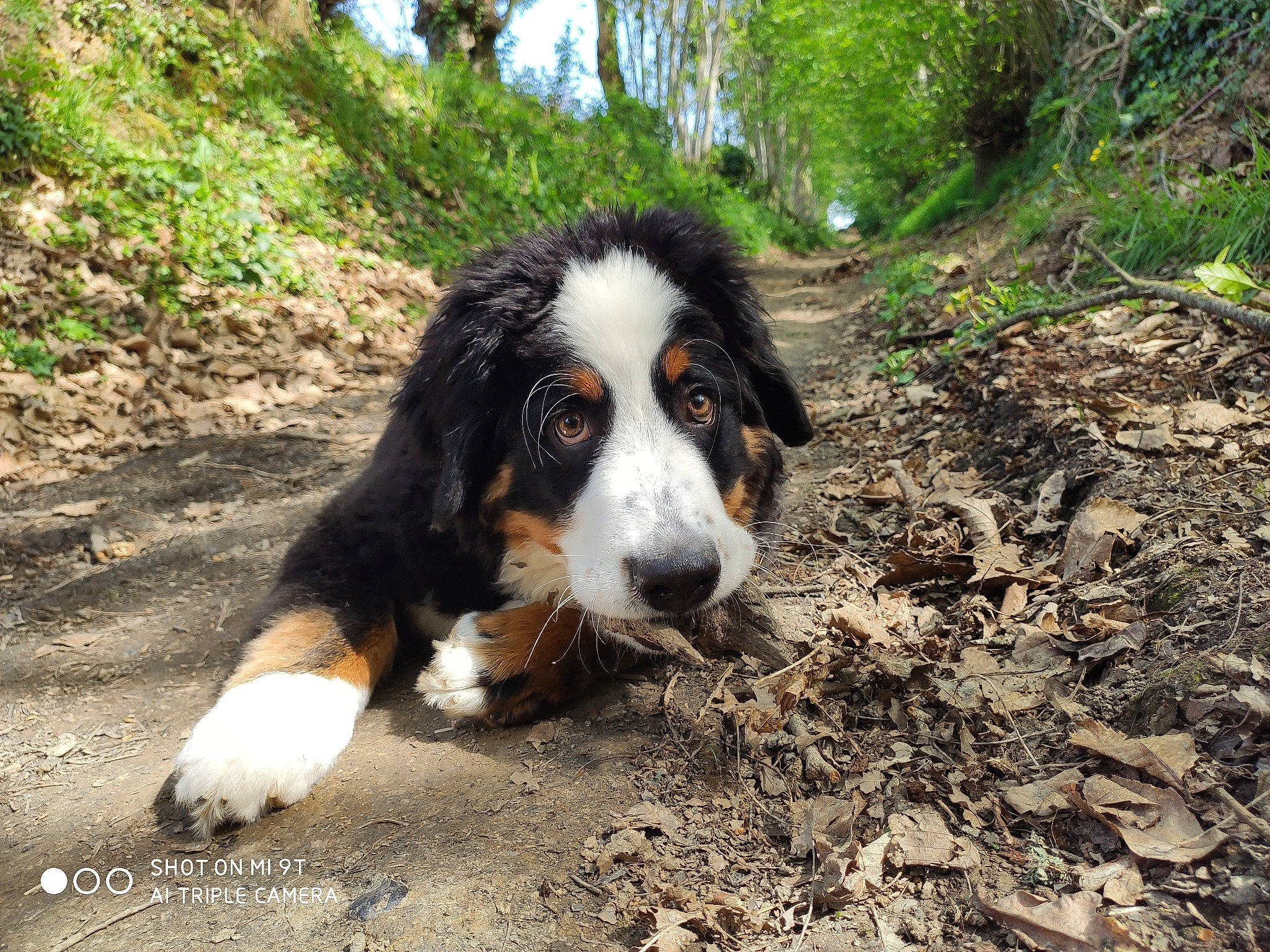 Puncher a rejoint le concours — aidez-le/la à gagner de superbes lots ! bernese_mountain_dog, canidae, carnivore, companion_dog, dog, dog_breed, english_shepherd, greater_swiss_mountain_dog, mammal, sporting_group, vertebrate, working_dog