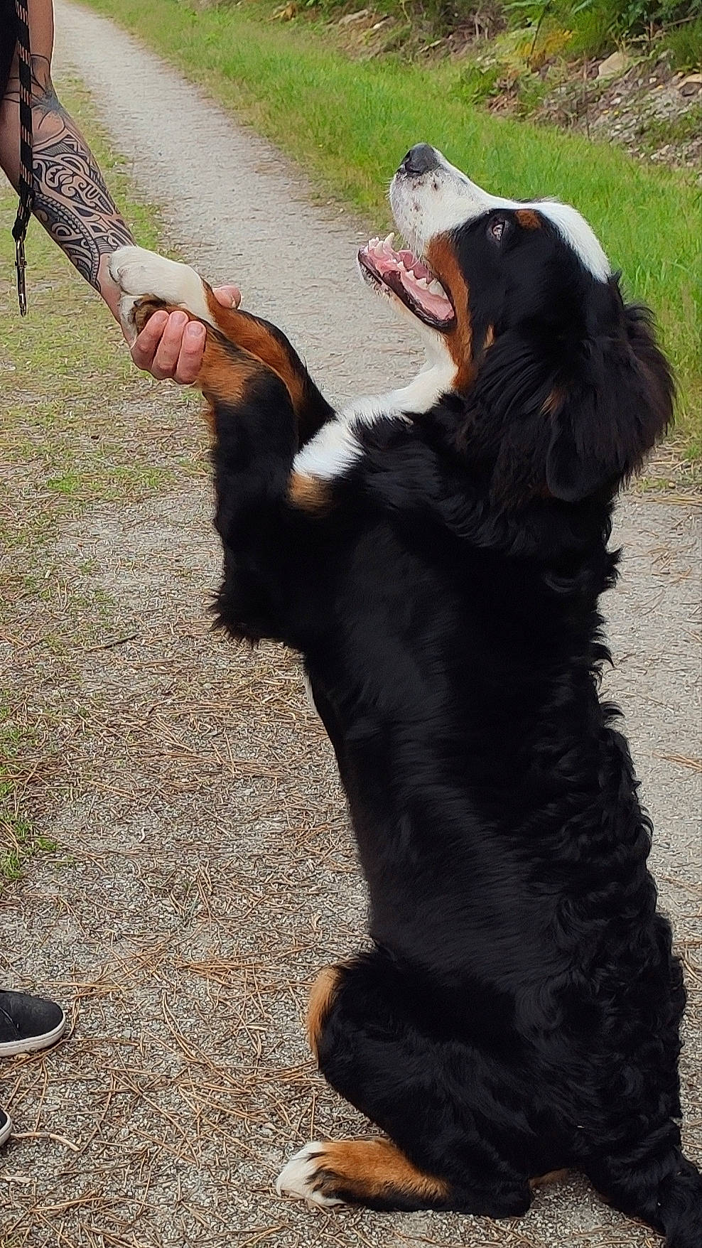 Puncher a rejoint le concours — aidez-le/la à gagner de superbes lots ! bernese_mountain_dog, canidae, carnivore, dog, dog_breed, entlebucher_mountain_dog, gordon_setter, hunting_dog, mammal, russian_spaniel, sporting_group, tail, vertebrate