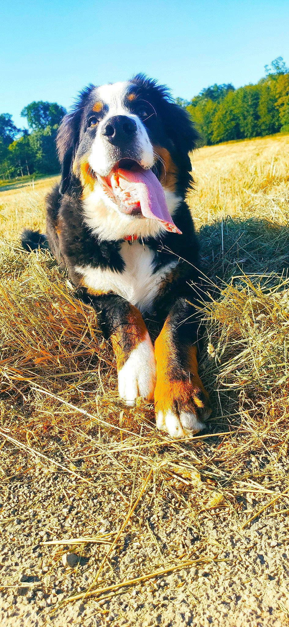 Puncher a rejoint le concours — aidez-le/la à gagner de superbes lots ! australian_shepherd, bernese_mountain_dog, canidae, carnivore, companion_dog, dog, dog_breed, english_shepherd, entlebucher_mountain_dog, grass, mammal, sporting_group, vertebrate, working_dog