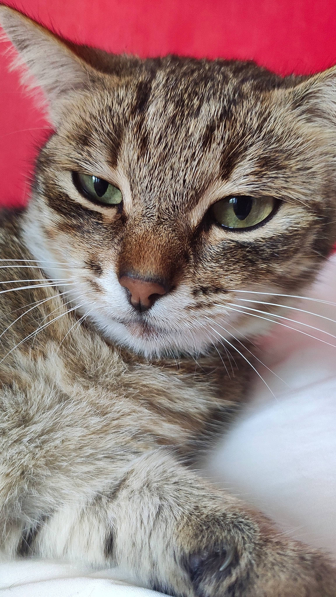 Nala a rejoint le concours — aidez-le/la à gagner de superbes lots ! aegean_cat, american_shorthair, american_wirehair, asian, carnivore, cat, close_up, domestic_short_haired_cat, dragon_li, european_shorthair, eye, felidae, kitten, mammal, pixie_bob, small_to_medium_sized_cats, snout, tabby_cat, vertebrate, whiskers