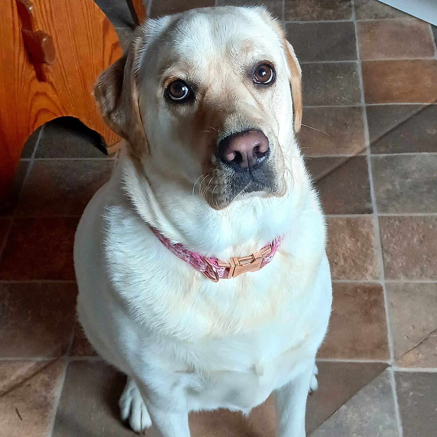 Lola a rejoint le concours — aidez-le/la à gagner de superbes lots ! animal, brown_eyes, canine, collar, companion, cute, dog, domestic, floor_tiles, friendly, fur, indoor, kitchen, labrador_retriever, looking_up, pet, portrait, sitting, waiting, yellow_dog