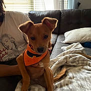 Baby is registered to the contest to win money with this photo: dog, puppy, bandana, orange_bandana, person, hand, couch, blanket, pillow, window, blinds, living_room, indoor, sitting, tail, ears, brown_coat, cozy, portrait, sunlight