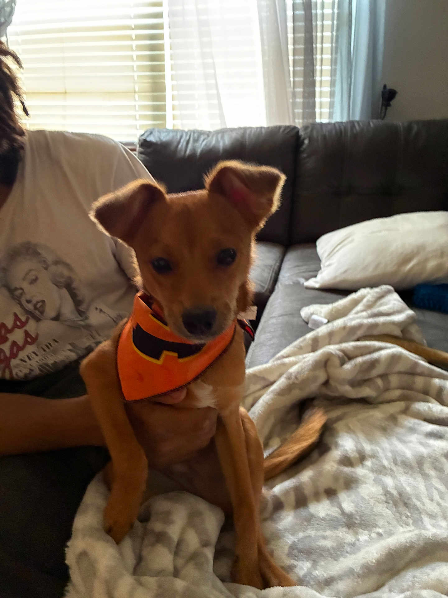 Baby is registered to the contest to win money with this photo: dog, puppy, bandana, orange_bandana, person, hand, couch, blanket, pillow, window, blinds, living_room, indoor, sitting, tail, ears, brown_coat, cozy, portrait, sunlight