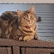 Mimine a rejoint le concours — aidez-le/la à gagner de superbes lots ! cat, tabby, pet, animal, feline, indoor, furniture, wicker, curious, collar, resting, cozy, window, home, relaxed, brown, striped, cute, domestic, companion