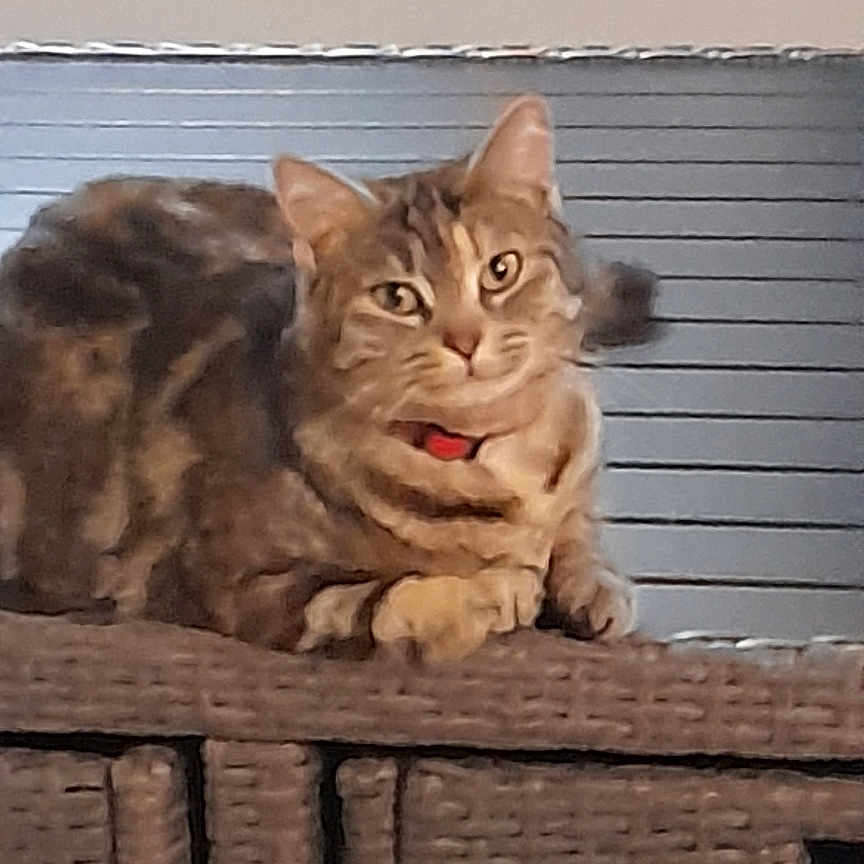 Mimine a rejoint le concours — aidez-le/la à gagner de superbes lots ! animal, brown, cat, collar, companion, cozy, curious, cute, domestic, feline, furniture, home, indoor, pet, relaxed, resting, striped, tabby, wicker, window