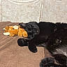 black_cat, cat, sleeping, stuffed_animal, brown_blanket, cozy, indoor, pet, fur, relaxed, resting, animal, cute, companion, soft_toy, napping, feline, home, comfort, quiet