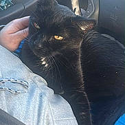 Stinky is registered to the contest to win money with this photo: black_cat, cat, pet, animal, car_interior, steering_wheel, hand, lap, seatbelt, clothing, person, comfort, relaxation, domestic_cat, feline, window_controls, dashboard, close_up, indoor, transportation