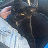 black_cat, cat, pet, animal, car_interior, steering_wheel, hand, lap, seatbelt, clothing, person, comfort, relaxation, domestic_cat, feline, window_controls, dashboard, close_up, indoor, transportation
