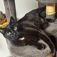 Stinky is registered to the contest to win money with this photo: animal, black_cat, cat, cat_tree, claw_post, close_up, cozy, curious, domestic, feline, fur, home, indoor, looking_at_camera, pet, relaxed, resting, soft_texture, whiskers, yellow_eyes