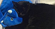 Stinky joined the competition — help win amazing prizes! animal, black_cat, blue, comfort, couch, cozy, cute, domestic_cat, feline, fur, indoor, nap, pet, plush_toy, relaxation, resting, sleeping_cat, soft_texture, striped_blanket, stuffed_animal