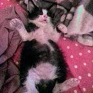 Ricu is registered to the contest to win money with this photo: kitten, cat, animal, pet, lying_down, black_and_white, fur, paw, blanket, cushion, pink, polka_dots, resting, indoor, cozy, cute, small, sleeping, feline, soft