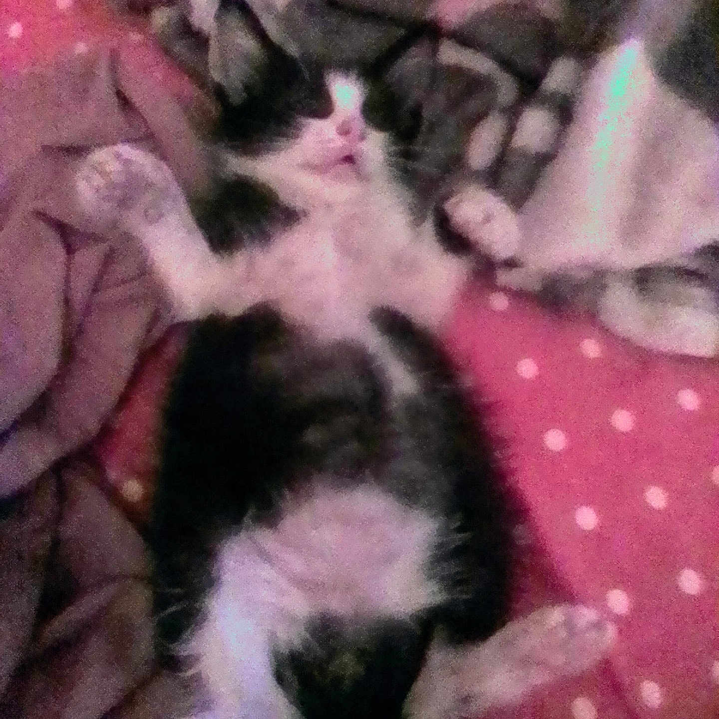 Ricu is registered to the contest to win money with this photo: animal, black_and_white, blanket, cat, cozy, cushion, cute, feline, fur, indoor, kitten, lying_down, paw, pet, pink, polka_dots, resting, sleeping, small, soft